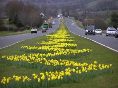 Daffodil Road3