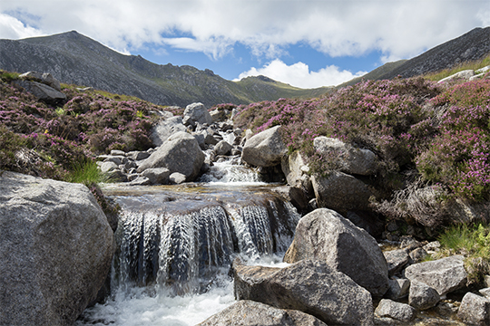 Arran